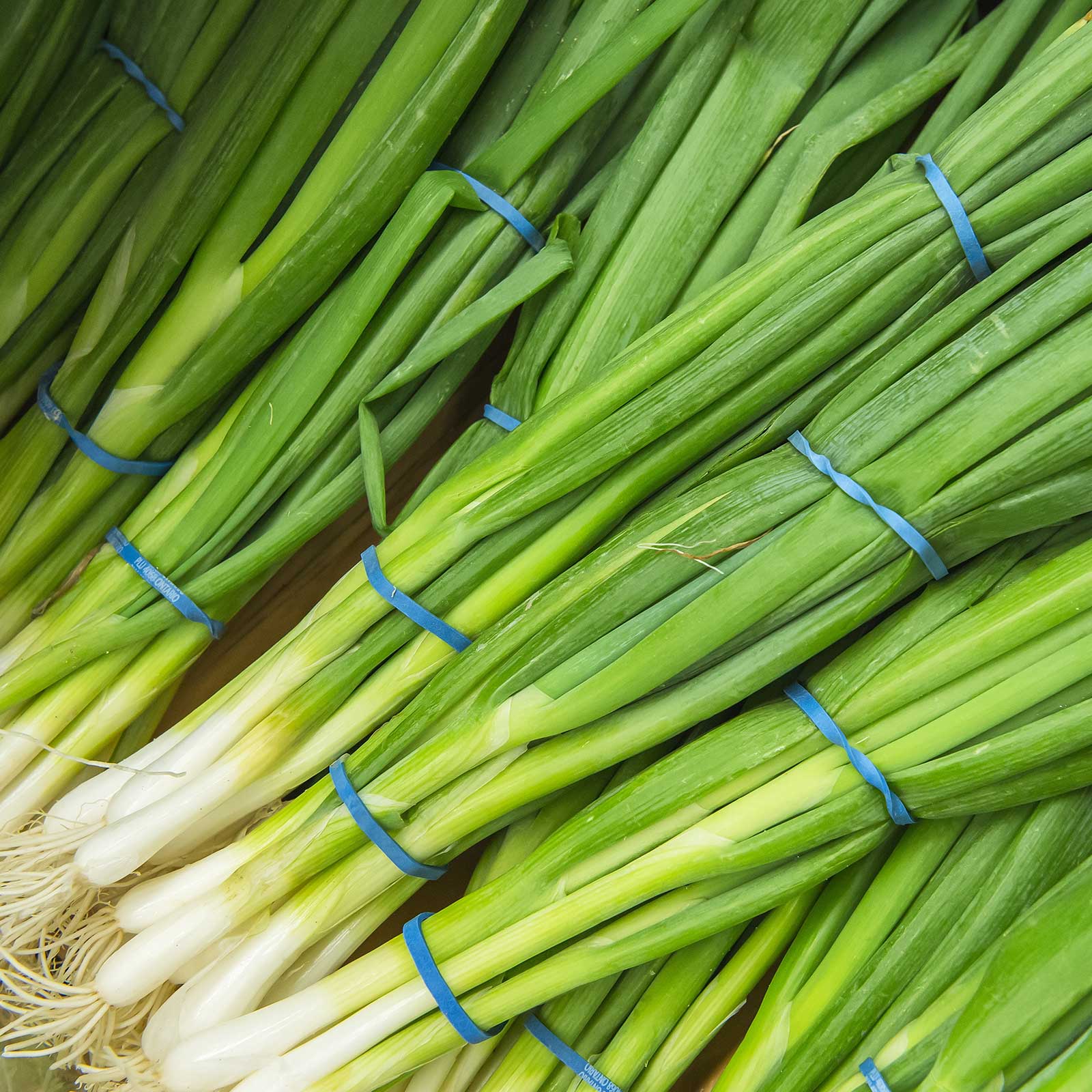 Seeds: Evergreen Bunching Onion Garden- 1 Oz- Organic Heirloom - Buy Non-GMO Allium fistulosum Farm &amp; Gardening Seeds Online