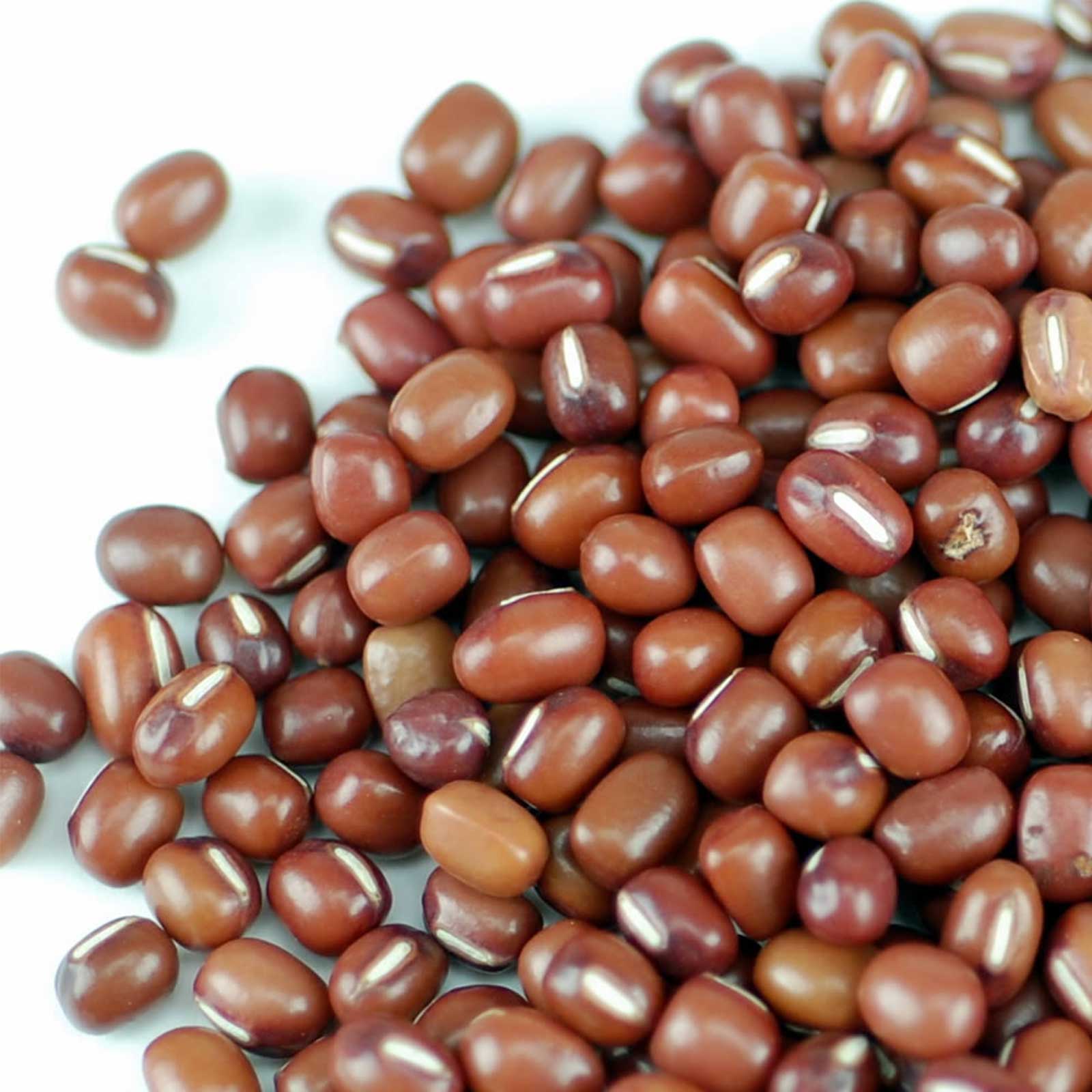 Certified Organic Adzuki Beans Sprouting Seeds - For Sprouts - 35 Lbs - Buy Non-GMO Paseolus angularis Farm &amp; Gardening Seeds On