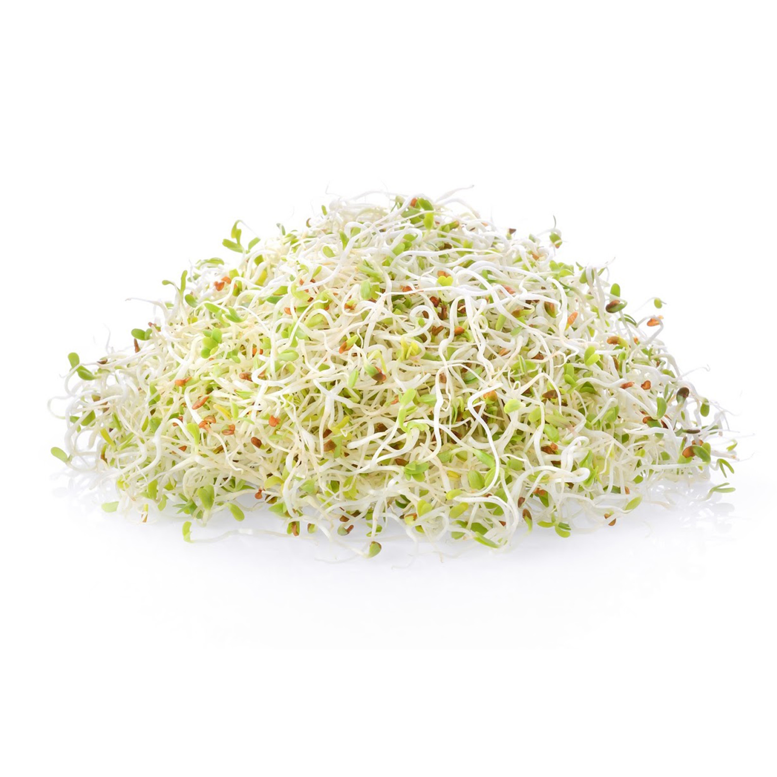 Certified Organic Alfalfa Sprouting / Sprout Seeds - Sprouts -4 Oz - Buy Non-GMO Medicago sativa Farm &amp; Gardening Seeds Online