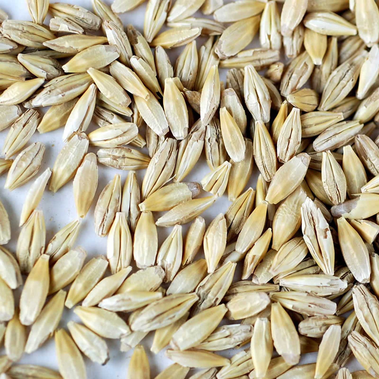 Organic Whole Barley Seeds - Husk On - Barleygrass / Grass - 2.5 Lbs - Buy Non-GMO Hordeum vulgare Farm &amp; Gardening Seeds Online