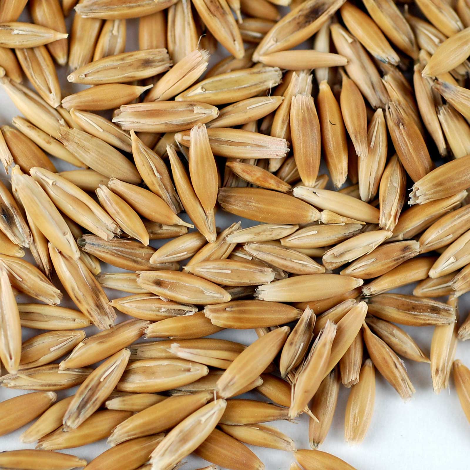 Organic Whole Oat Grain Seeds - No Husk - 1 Lb - Oats Seed Grains - Buy Non-GMO Avena sativa Farm &amp; Gardening Seeds Online