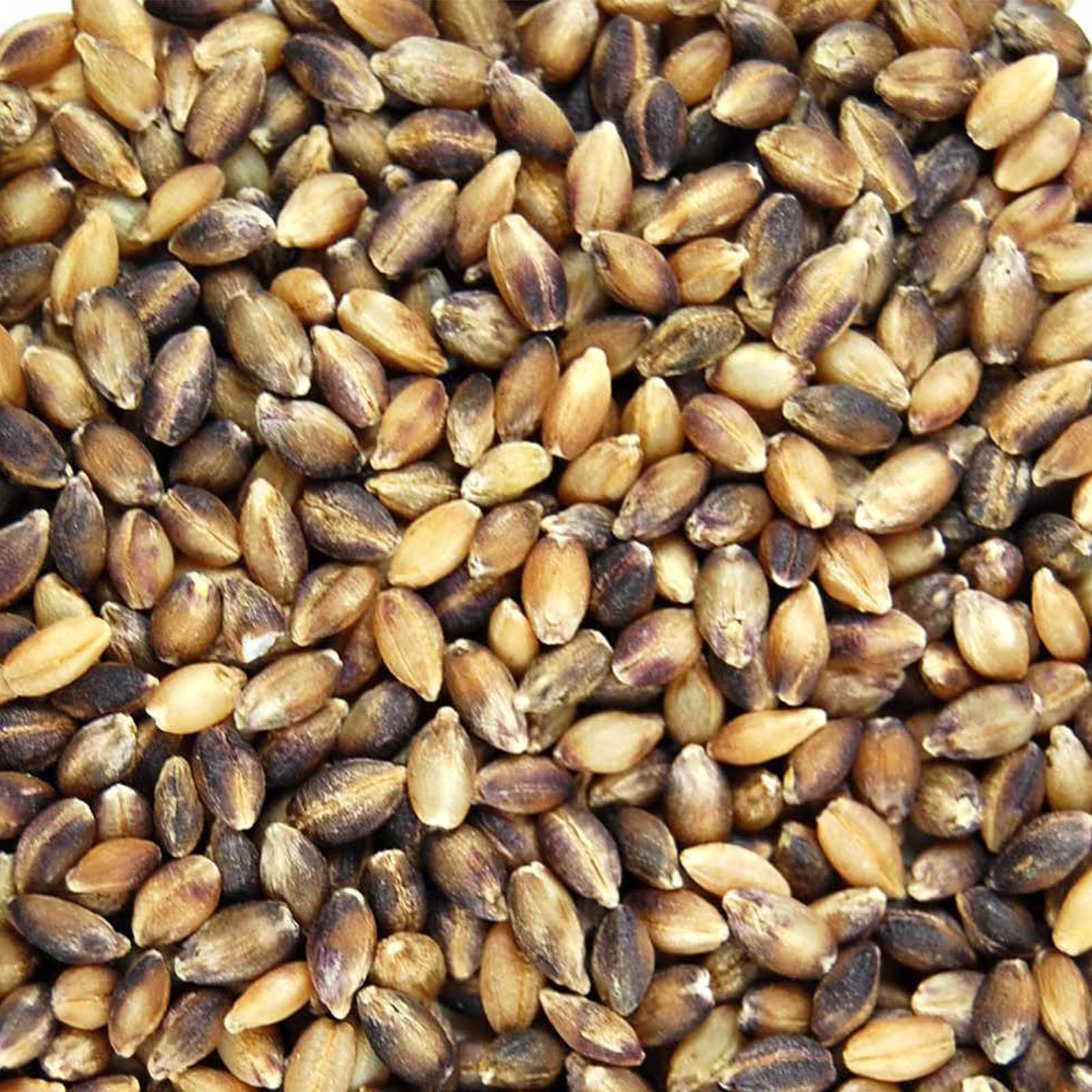 Purple Barley - 2.5 LB - No Hull - Organic - Sprouting, Flour, Recipes - Buy Non-GMO Hordeum vulgare Farm &amp; Gardening Seeds Onli