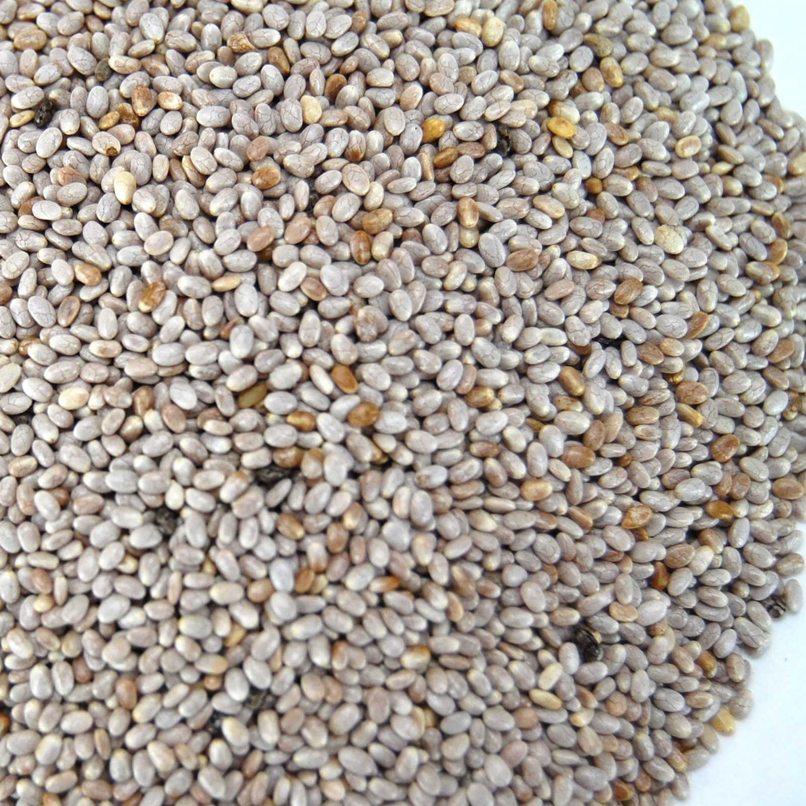 Organic White Chia Sprouting Seeds - Pet Refill, Growing - 4.5 Lb Can - Buy Non-GMO Salvia hispanica Farm &amp; Gardening Seeds Onli