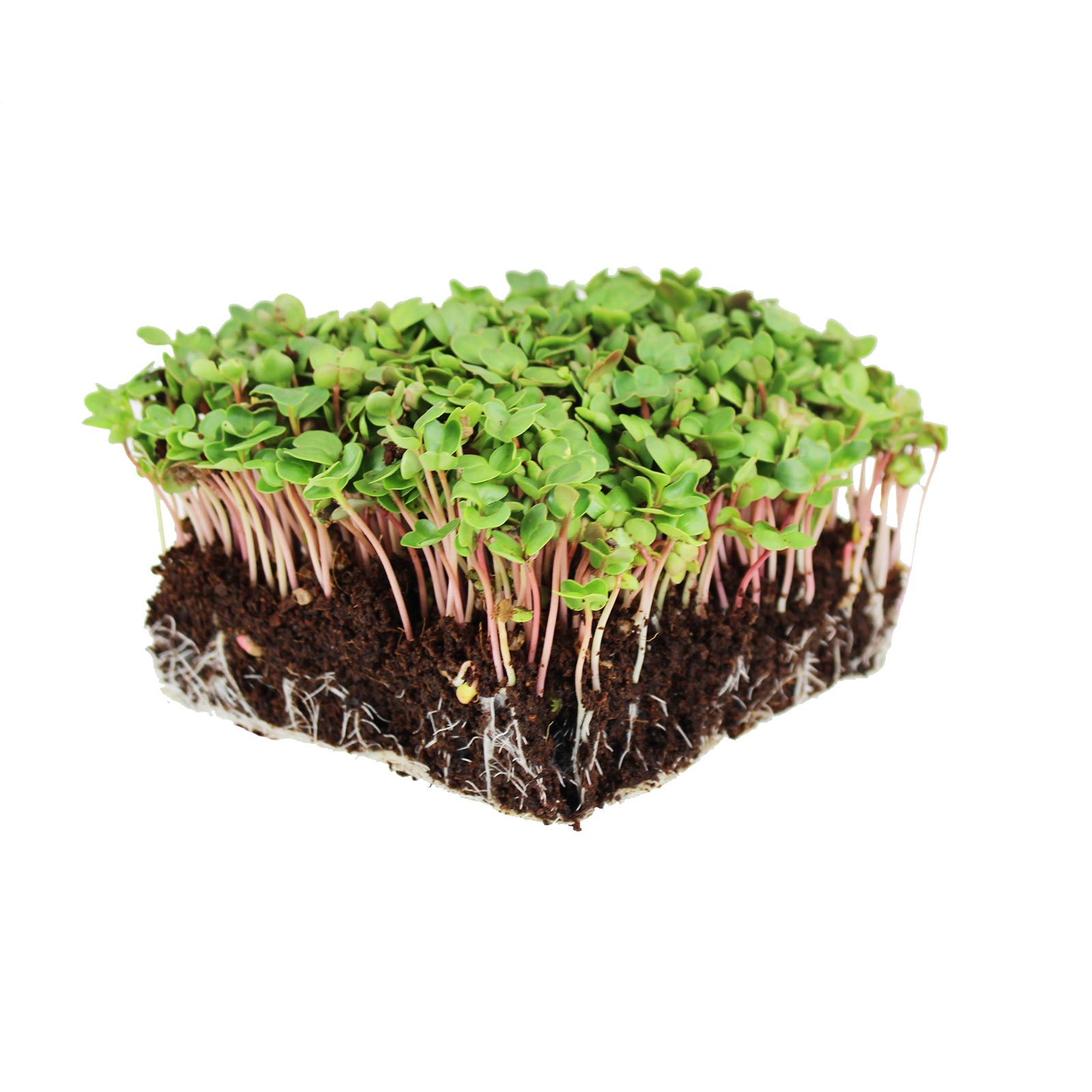 Organic Radish, China Rose Microgreens Seeds - 1 Oz - Gardening - Buy Non-GMO Raphanus sativus Farm &amp; Gardening Seeds Online