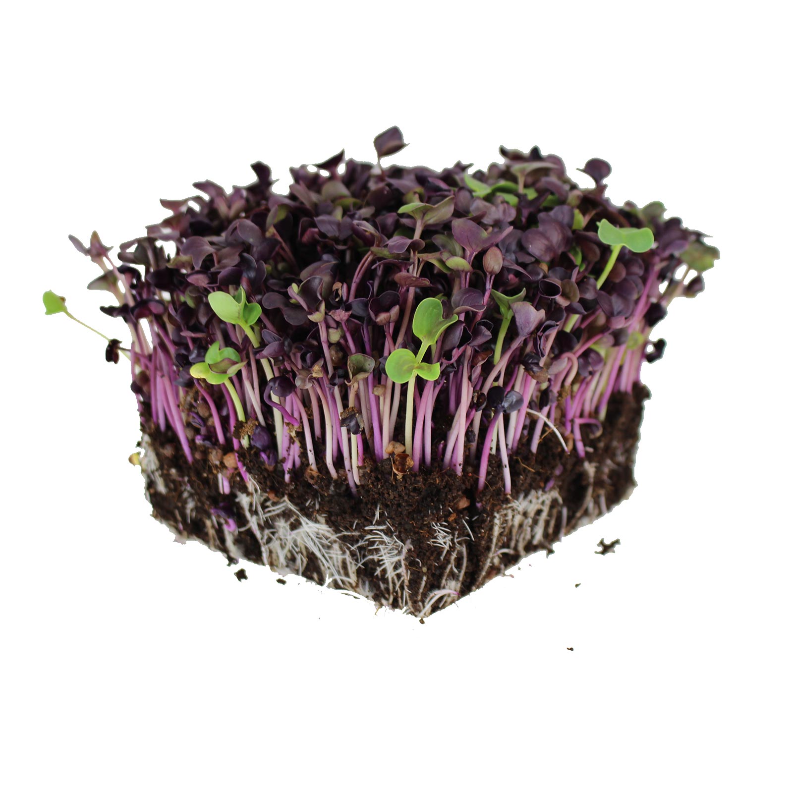 Radish Sango - 4 g Packet ~300 Seeds- Purple - Garden &amp; Microgreens - Buy Non-GMO Raphanus sativus Farm &amp; Gardening Seeds Online