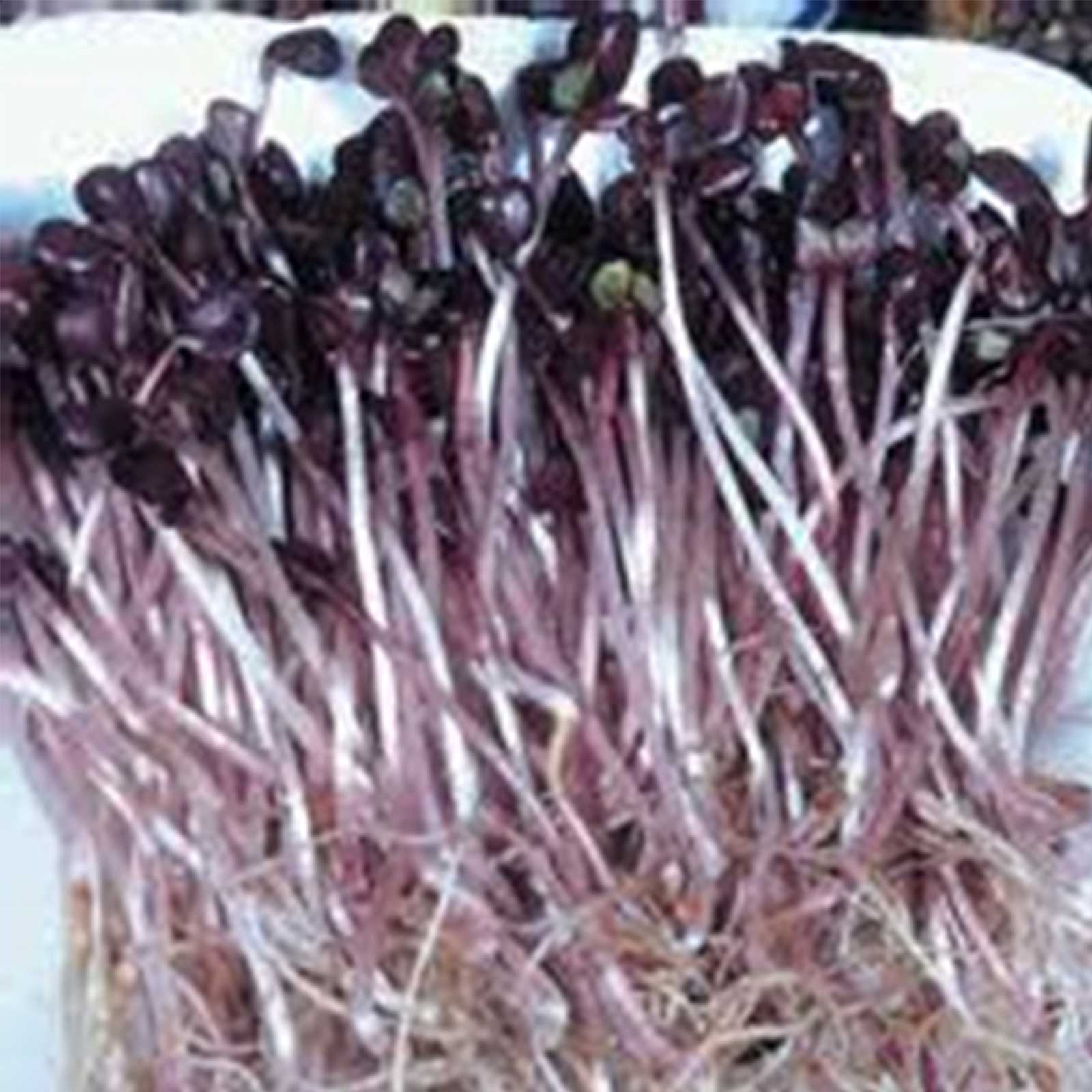 Seeds: Radish Sango Microgreens - 5 Lb- Bulk Purple Micro Greens - Buy Non-GMO Raphanus sativus Farm &amp; Gardening Seeds Online