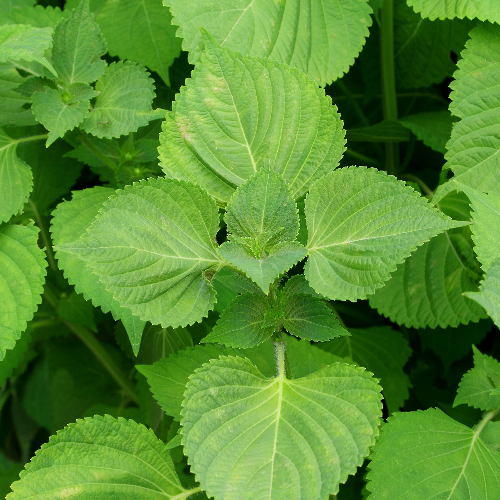 Shiso Seeds - Green - 0.25 Oz - Non-GMO Herb Garden &amp; Microgreens - Perilla - Buy Non-GMO Perilla frutescens Farm &amp; Gardening Se