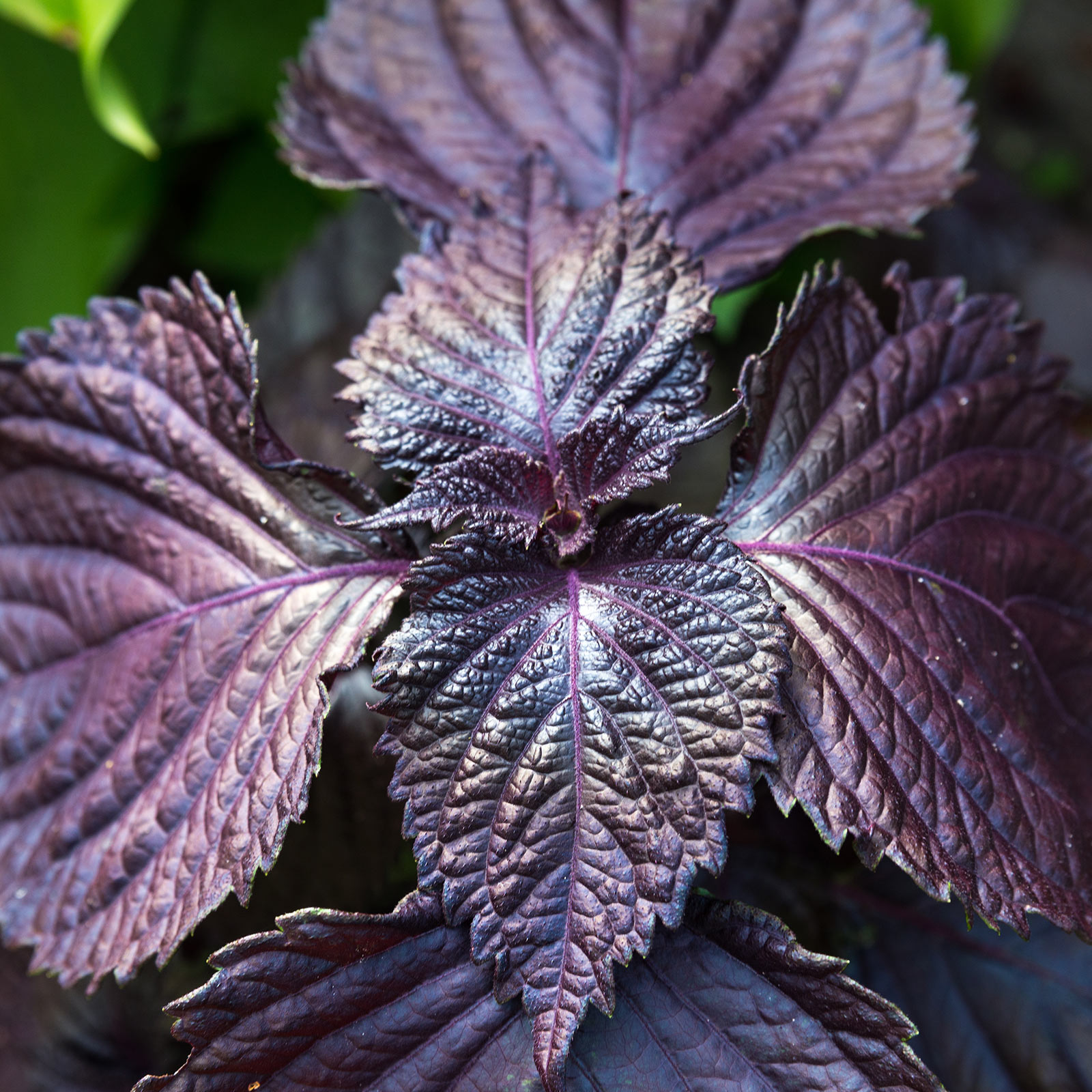 Shiso - Purple - 1 g Packet ~200 Seeds - Non-GMO Herb Garden - Perilla - Buy Non-GMO Perilla frutescens Farm &amp; Gardening Seeds O