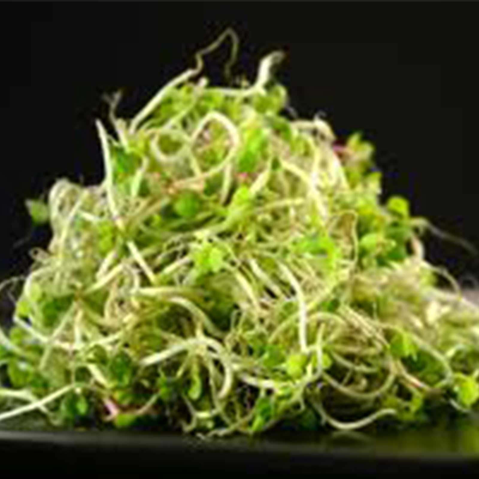 Grand Canyon Kick Sprouting Seed Mix - 3 Oz - Non-GMO, Organic Sprout - Sprouts, Sprouting - Healthy Living &amp; Raw Food - Grow, G