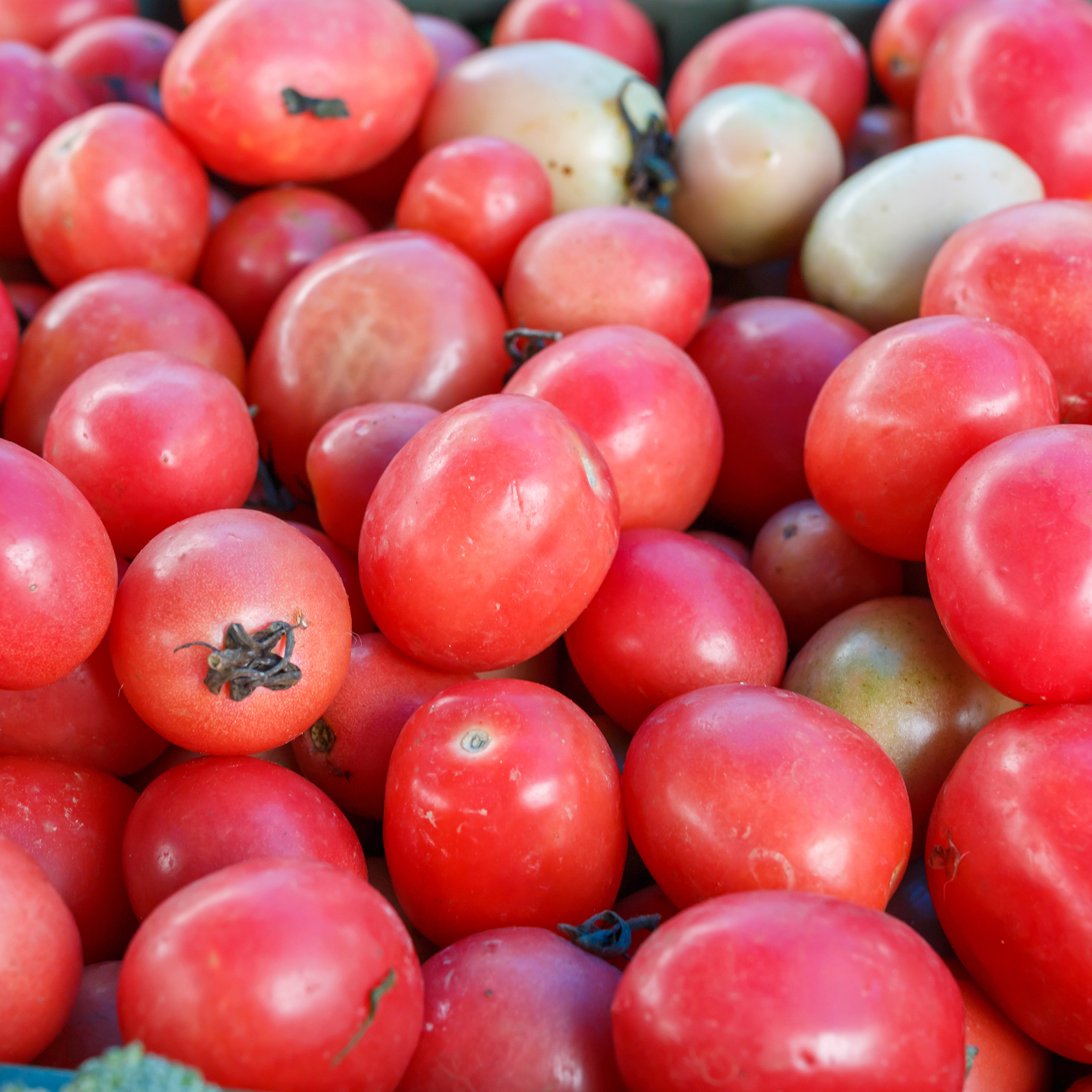 Tomato Seeds - Pink Thai Egg - 1 Oz ~10,000 - Garden Vegetable - Buy Non-GMO Solanum lycopersicum Farm &amp; Gardening Seeds Online