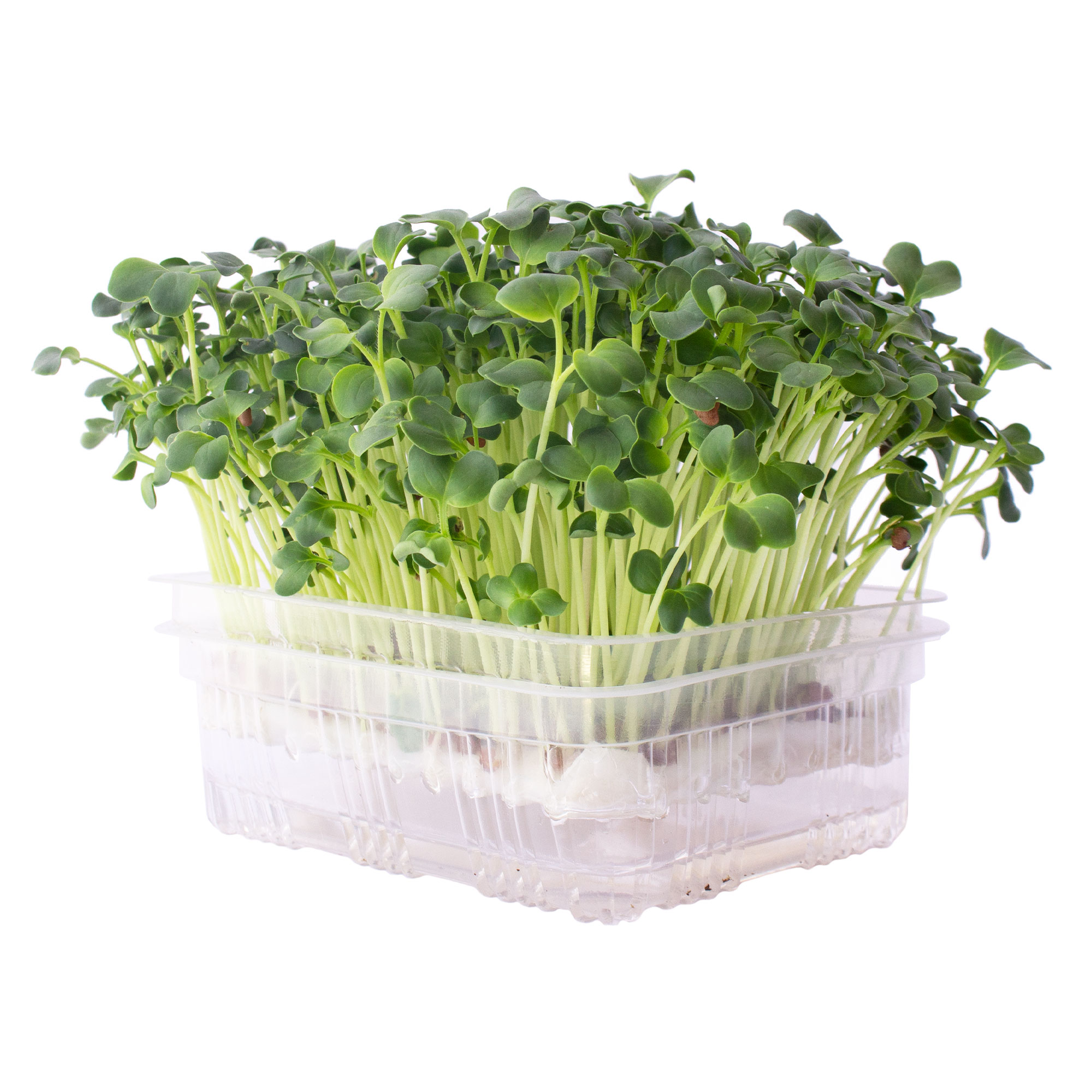 Re-usable Self-Watering Mini Microgreens Growing Trays - 10 Trays