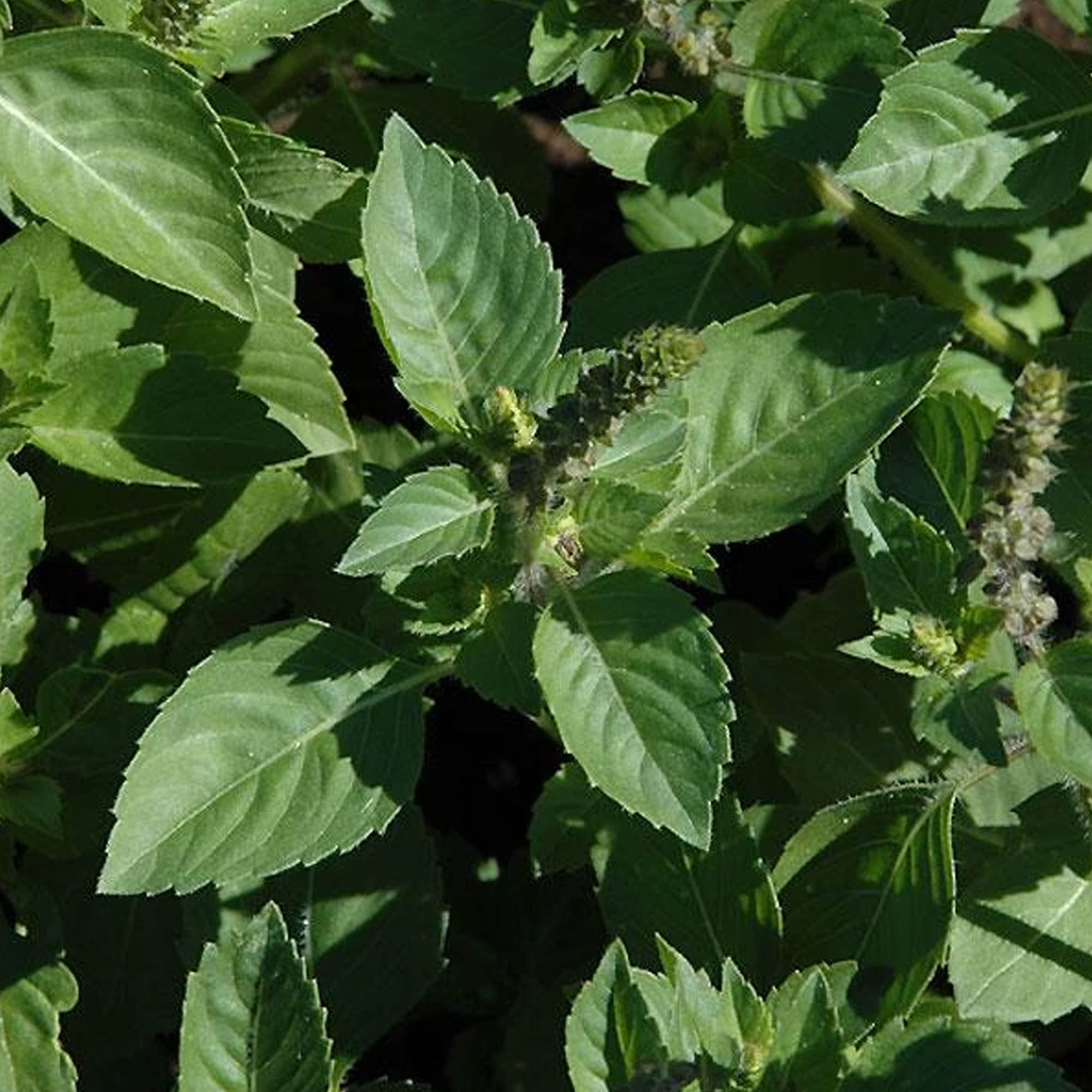 Organic Basil, Sacred - 250 mg ~60 Seeds, Tulasi, Holy Basil - Organic - Buy Non-GMO, Open Pollinated Seeds Online - Best Seed S