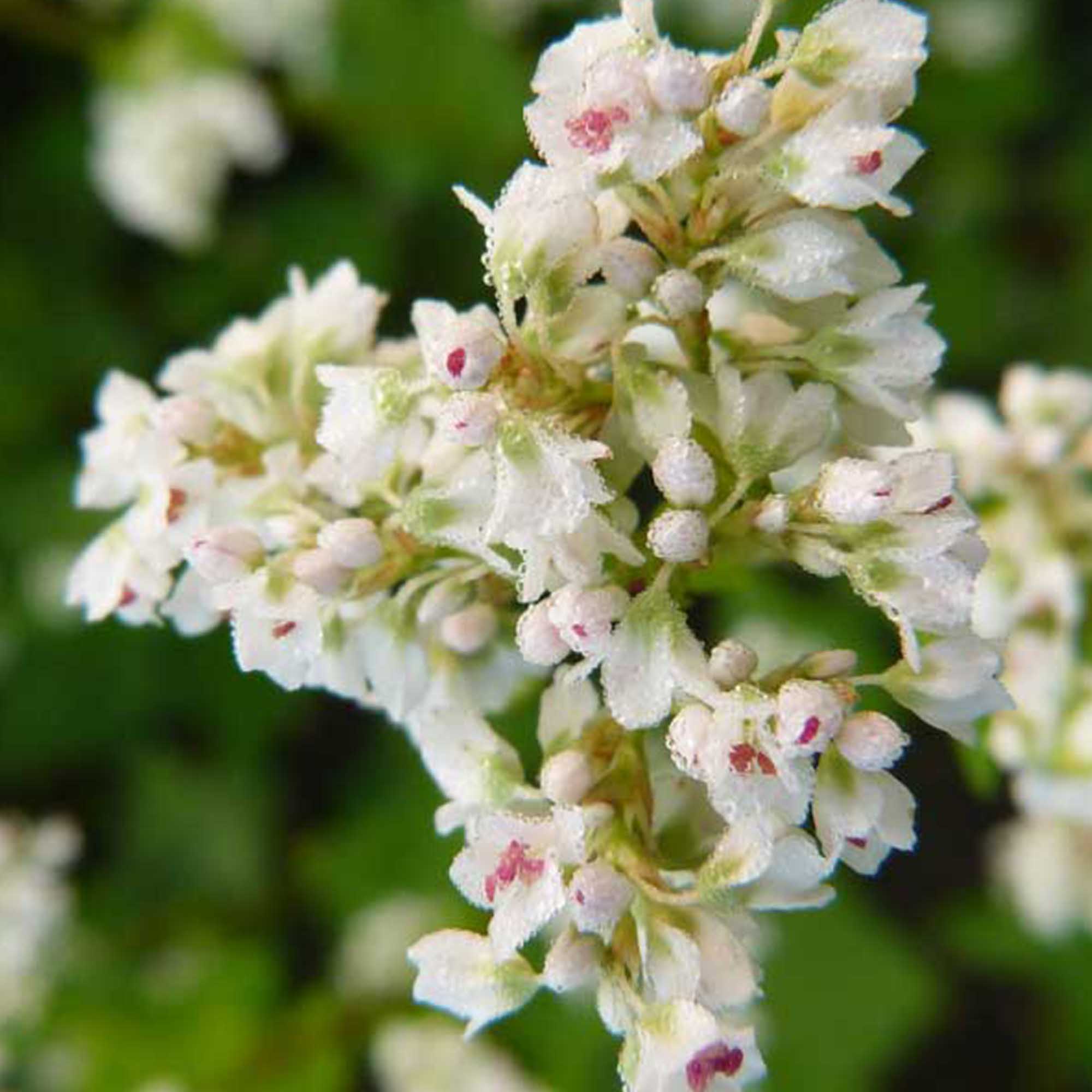 Japanese Buckwheat - 1 OZ ~900 Seeds - Perennial - Cover Crop - Bees - Buy Non-GMO Fagopyrum esculentum Farm &amp; Gardening Seeds O