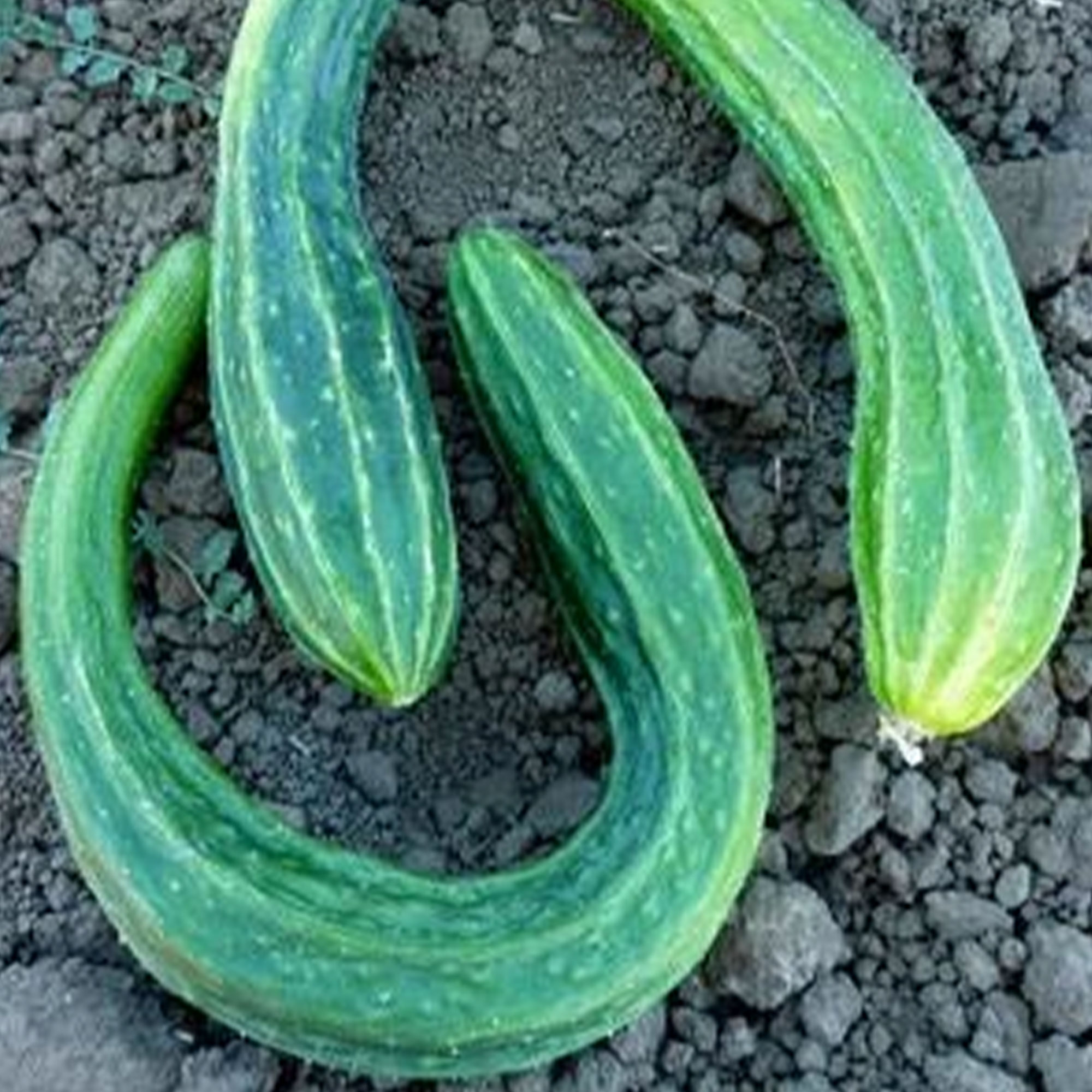 Suyo Long Cucumber Seeds - 1 g ~30 - Heirloom, Vegetable Gardening - Buy Non-GMO Cucumis sativus Farm &amp; Gardening Seeds Online