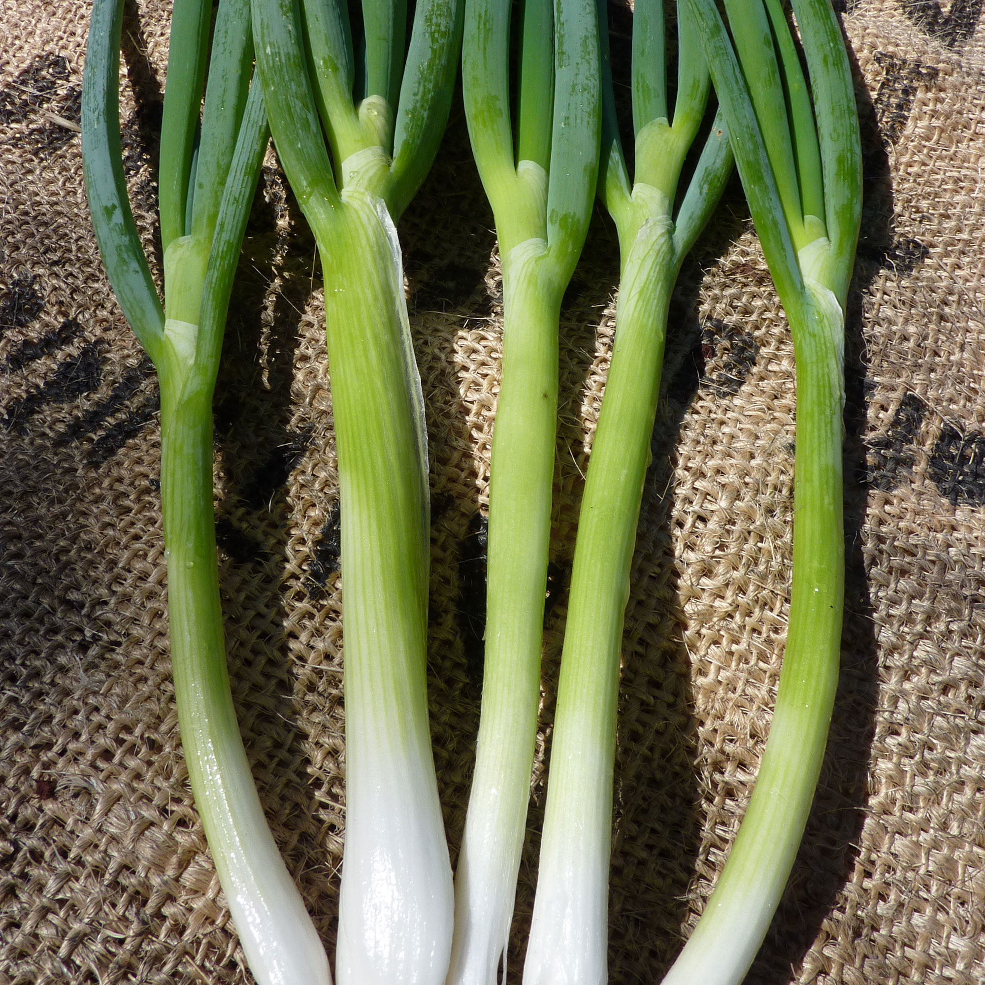 Evergreen White Bunching Nebuka Onions - 1 OZ ~8,400 Seeds - Non-GMO - Buy Non-GMO Allium cepa Farm &amp; Gardening Seeds Online