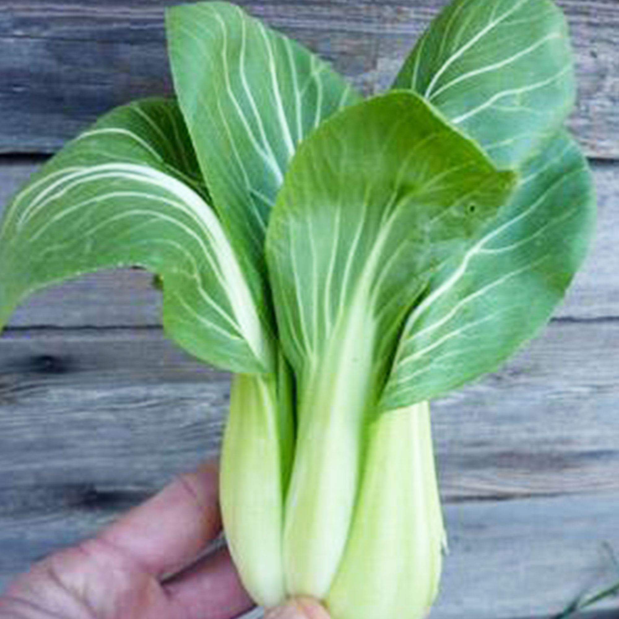 Organic Baby Pak Choi - 500 mg ~100 Seeds - Gardening &amp; Microgreens - Buy Non-GMO Brassica rapa subsp. chinensis Farm &amp; Gardenin