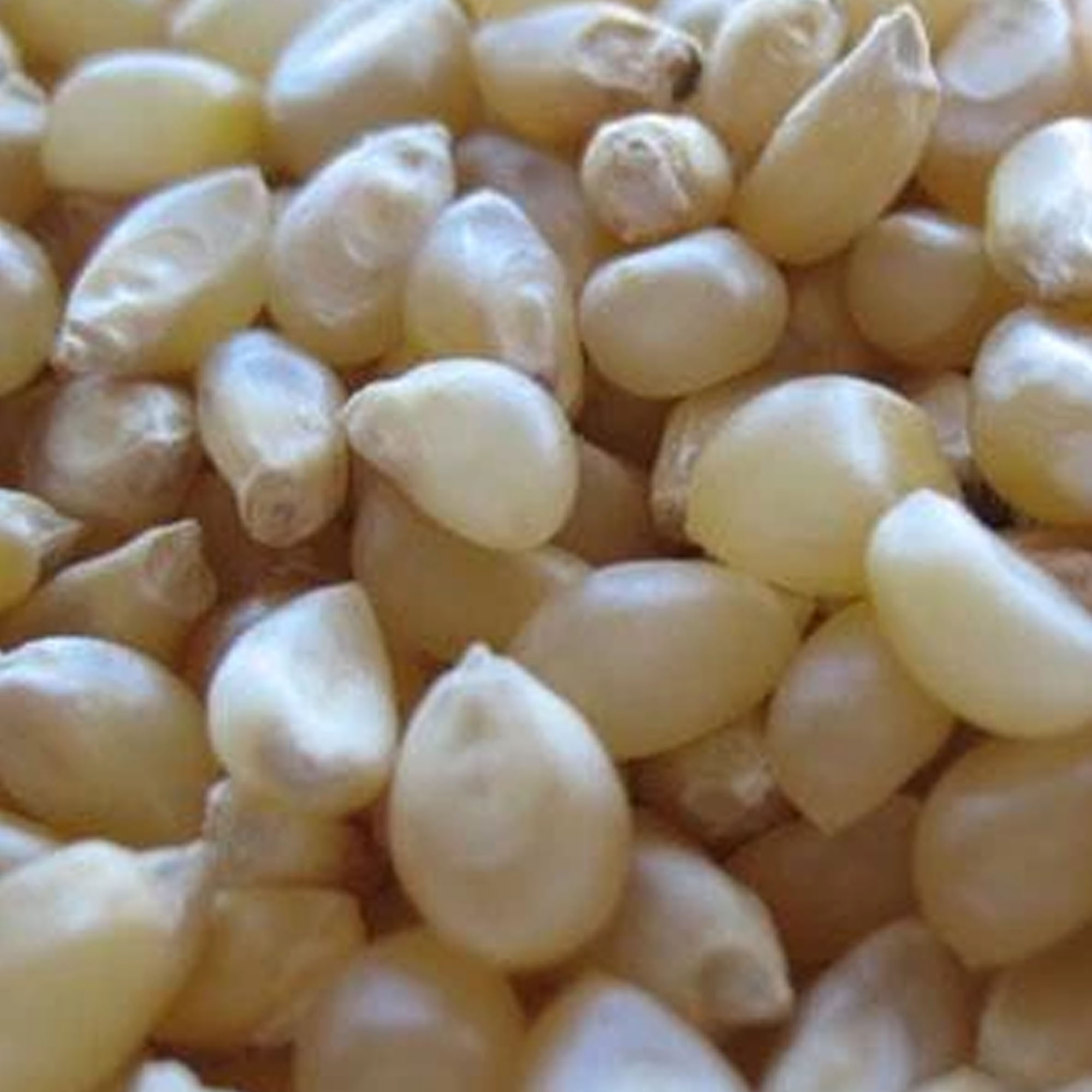 Japanese Hulless Popcorn - 1/2 OZ ~100 Seeds - Open Pollinated, Garden - Buy Non-GMO, Open Pollinated Seeds Online - Best Seed S