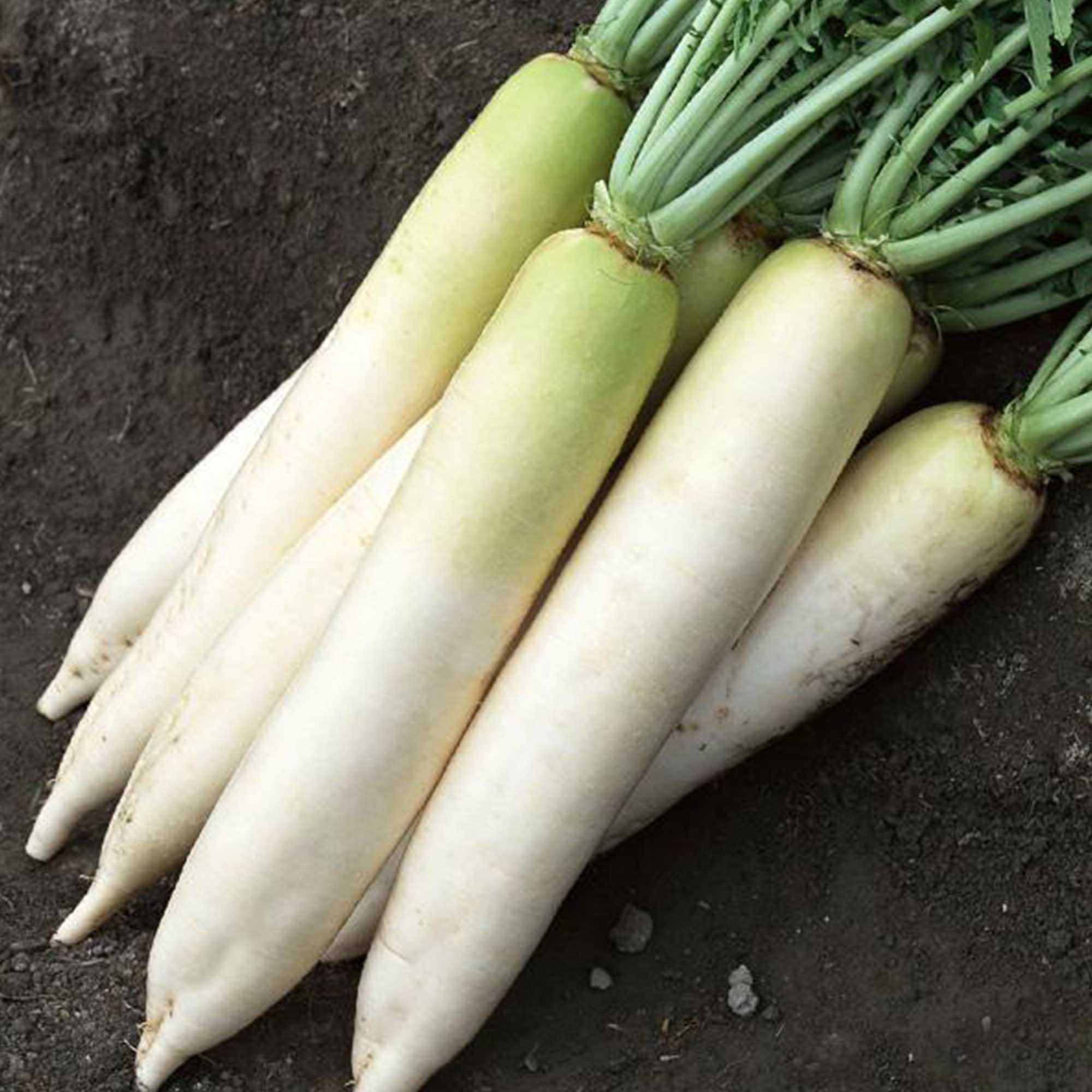 Daikon Radish - 5 g ~470 Seeds - Open Pollinated - Vegetable Gardening - Buy Non-GMO Raphanus sativus Farm &amp; Gardening Seeds Onl