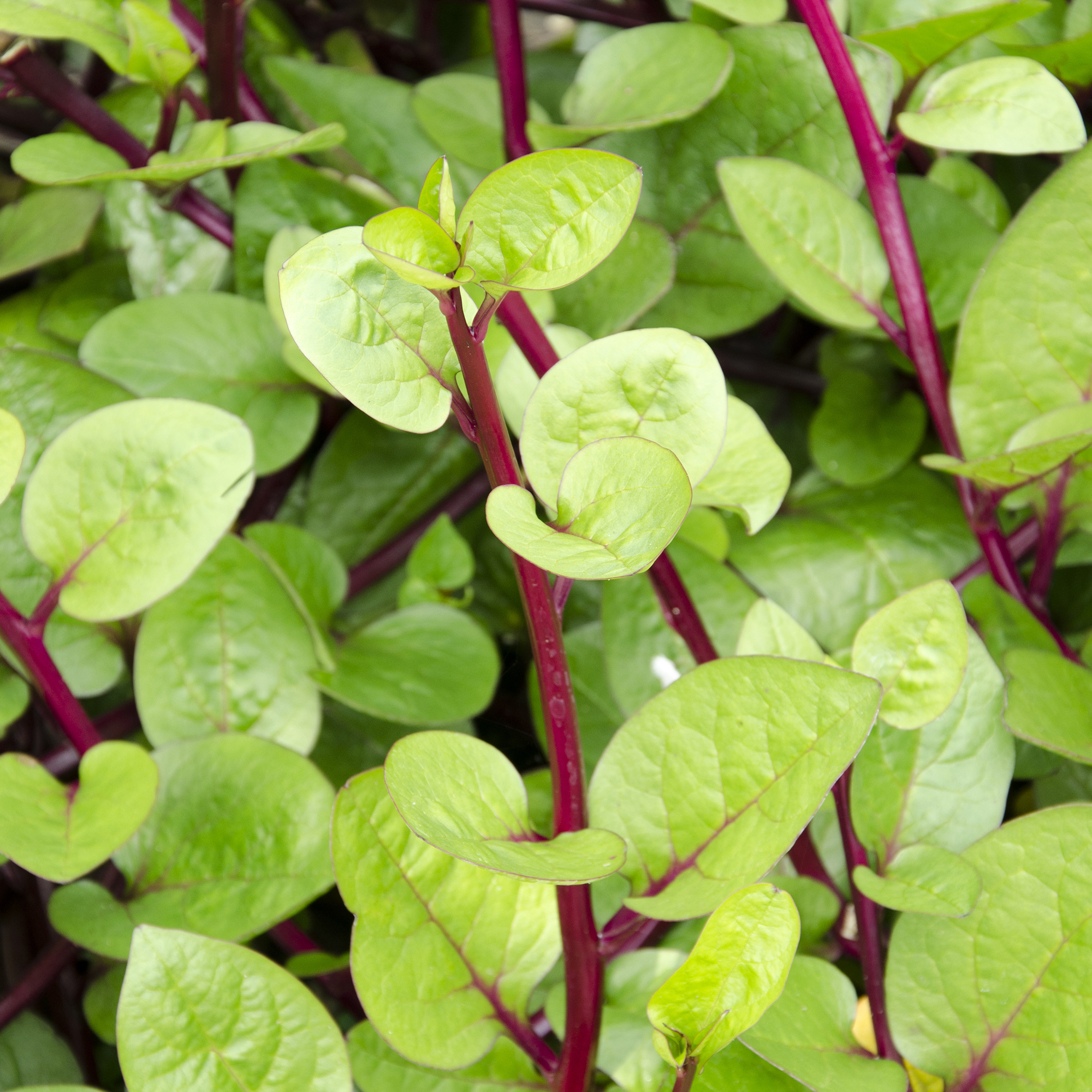 Spinach Seeds - Red Malabar Spinach - .25 Oz ~525 - Garden Vegetable - Buy Non-GMO Basella rubra Farm &amp; Gardening Seeds Online